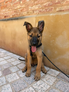 Photo de galerie - Garde animaux