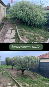 Photo de galerie - Taille d’un saule crevette 