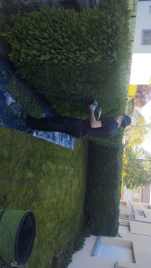 Photo de galerie - Taille de haies et évacuation 