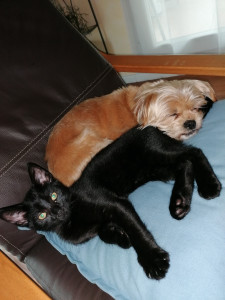 Photo de galerie - Garde animaux