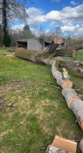 Photo de galerie - Abattage d’arbres