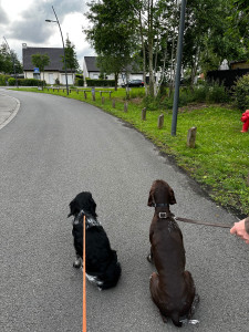 Photo de galerie - Balade de ma chienne et celle de mes parents. 
Épagneul breton + Braque allemand 