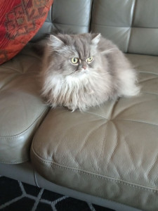 Photo de galerie - Garde de chat
