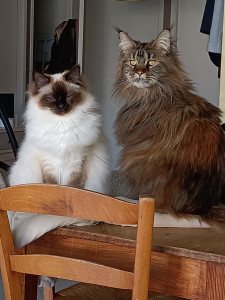 Photo de galerie - Garde chat