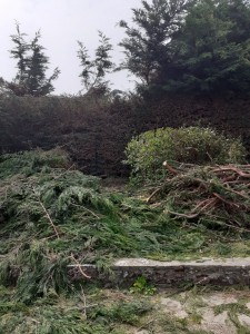 Photo de galerie - Entretien espace vert