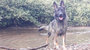 Photo de galerie - Garde animaux