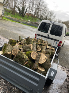 Photo de galerie - Elagage et coupe d'arbres
