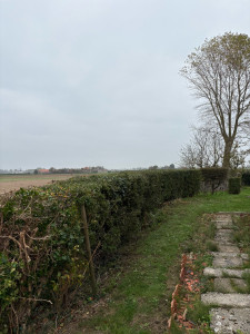 Photo de galerie - Taille de haie d’aubépine sur 15m