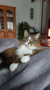 Photo de galerie - Garde d'un chat de la famille 