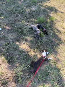 Photo de galerie - Les compères ?