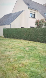 Photo de galerie - Taille d’une haie 