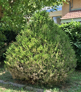 Photo de galerie - Avant 