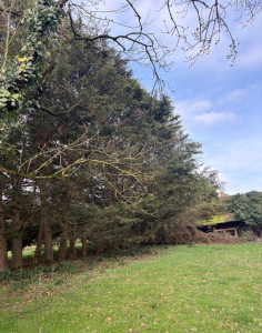 Photo de galerie - Elagage et coupe d'arbres