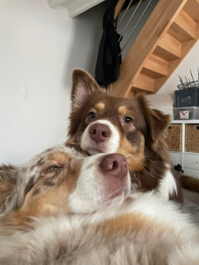 Photo de galerie - Garde chien