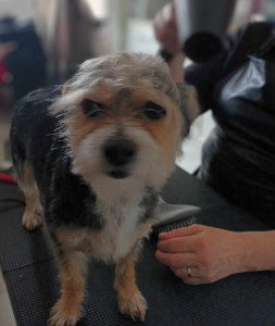 Photo de galerie - Toilettage