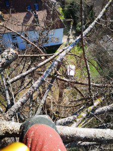 Photo de galerie - Démontage d'arbres dangereux. Élagage, travail en hauteur, milieux dangereux. 