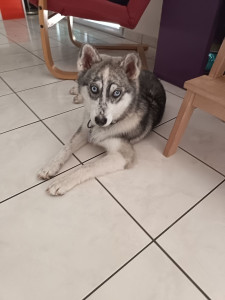 Photo de galerie - Kira 6mois 

