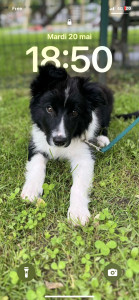 Photo de galerie - Border colis 