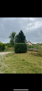 Photo de galerie - Taille de haies et d'arbustes