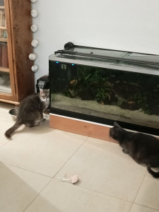 Photo de galerie - Je m'occupe des croquettes, de l'eau et du nettoyage de la litière