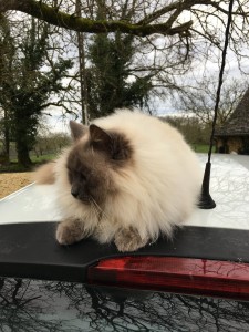 Photo de galerie - Maitre chat, perché sur la voiture!!!