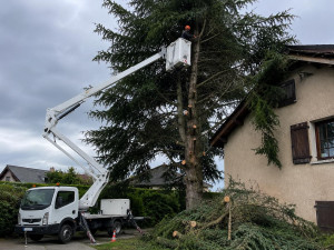 Photo de galerie - Elagage et coupe d'arbres
