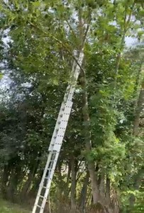 Photo de galerie - Elagage et coupe d'arbres