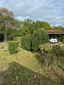 Photo de galerie - Taille de haie 
