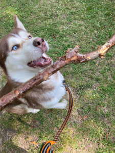 Photo de galerie - Un chien qui était sous ma garde