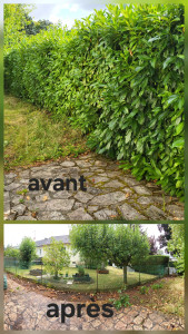 Photo de galerie - Abattage d'une haie 