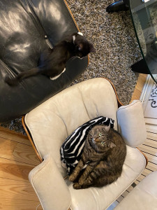 Photo de galerie - Garde de deux chats de différents âges 