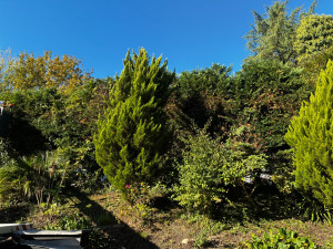Photo de galerie - Voici travail réalisé chez la cliente hier, taille de haie