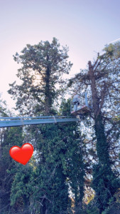 Photo de galerie - Elagage 