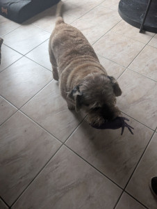 Photo de galerie - Garde Rocky 