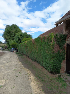 Photo de galerie - Rabattage de haies