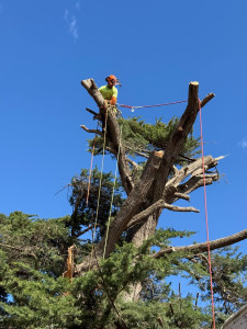 Photo de galerie - ? Débroussaillage
? Élagage
? Abattage d’arbres
? Nettoyage de terrain et évacuation des déchets verts

