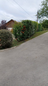 Photo de galerie - Taille de haies 