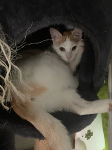 Photo de galerie - Ma petite chatte 