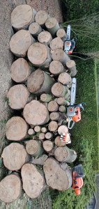 Photo de galerie - Elagage et coupe d'arbres