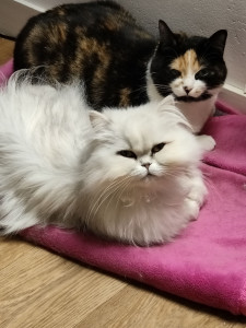 Photo de galerie - Je propose de m'occuper de vos chats, chiens, poissons