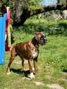 Photo de galerie - Smoothie le petit boxer de 7mois 