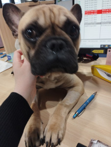 Photo de galerie - Garde chien