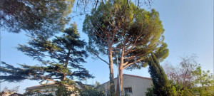 Photo de galerie - Elagage et coupe d'arbres