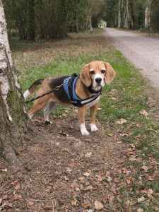 Photo de galerie - Garde chien