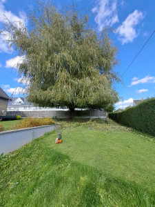 Photo de galerie - T'ailles branche basse saule pleureur