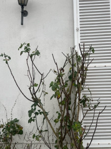 Photo de galerie - Taille d’un Rosier 