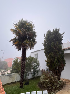 Photo de galerie - Elagage et coupe d'arbres