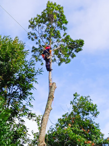 Photo de galerie - Châtaignier à démonter au dessus d’un cabanon