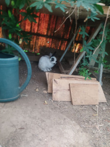 Photo de galerie - Lapin que j'ai gardé 