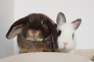 Photo de galerie - Garde lapins